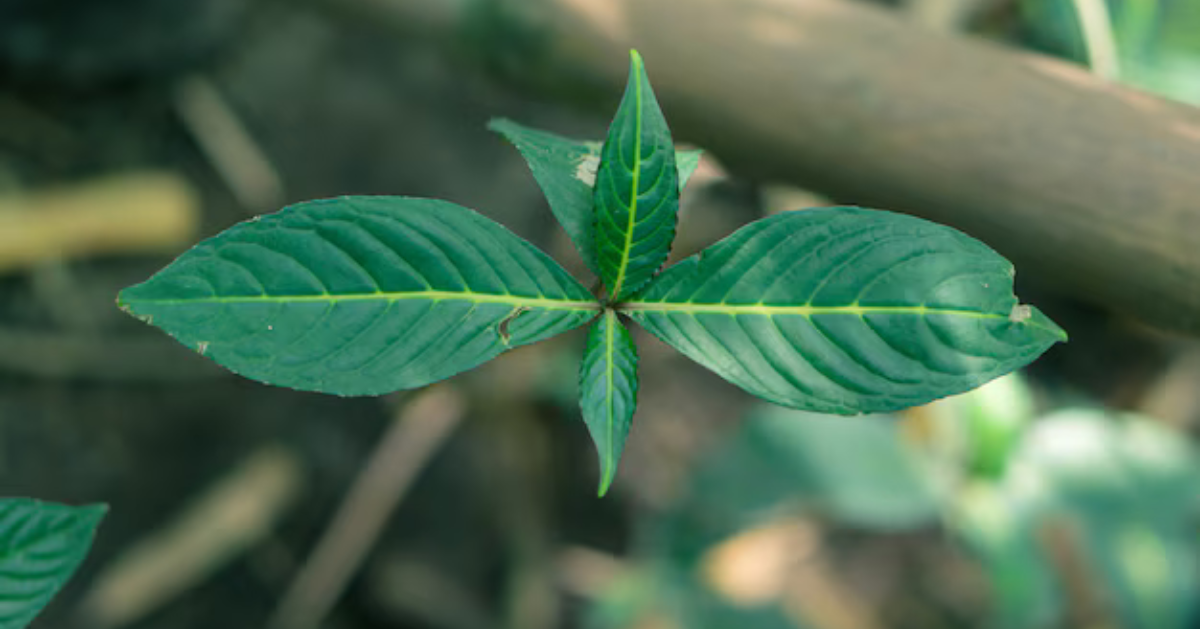 Kratom Canada Law