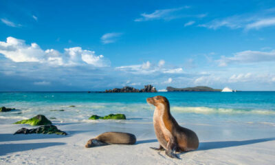 Best Galápagos Cruises for Nature Lovers