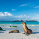 Best Galápagos Cruises for Nature Lovers