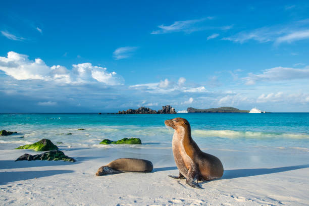 Best Galápagos Cruises for Nature Lovers