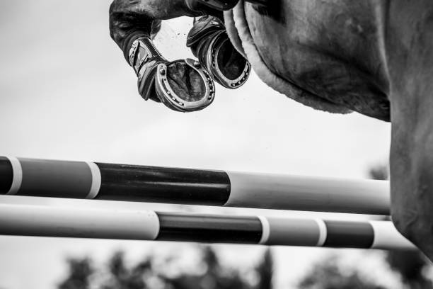 It Isn't Scary: Getting Started with Horse Jumps